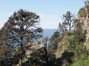 DAILY PHOTO: Tree Cliff