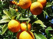 It’s Seville Orange Time