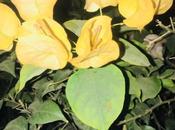 DAILY PHOTO: Yellow Purple