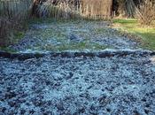 Pruning Currant Bushes