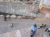 DAILY PHOTO: World According Pigeon Having Out-of-Body Experience