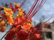 DAILY PHOTO: Flower Red, Orange, Yellow