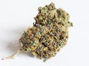 Medical Marijuana Health Risks