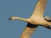 Time Flies! First Bewick’s Swan Season Arctic Signalling That Spring Near