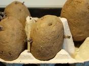 Potato-growing Jargon-buster