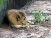 Insane Human Intrusion into Animal Zone Pays Price