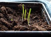 Germination Begins...