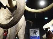 MAMMOTHS: GIANTS Australian Museum, Sydney