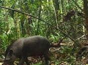 Caught Camera: Amazonian Crop Raiders