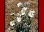 Weeds Dewey-Humboldt, Arizona