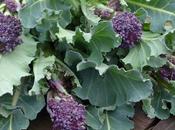 Harvesting Purple Sprouting Broccoli
