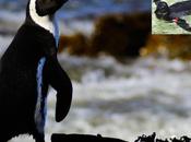 Penguins Cheated Ecosystem Change