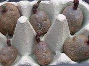 Planting First Potatoes Year