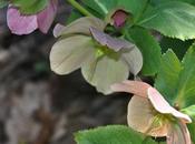 Just Hellebores...