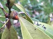 Irritating Plant Month Magnolia Fairy Blush Again