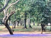 DAILY PHOTO: Purple Shadow