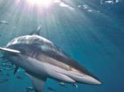 Predicting Sustainable Shark Harvests When Stock Assessments Lacking