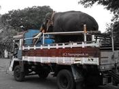 Truck Carrying Elephant Overturns Pachyderm Killed Couple Injured