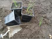 Planting Onions Shallots