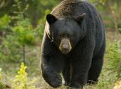 Arctophile Something Bears Teddies