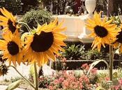 DAILY PHOTO: Sunflowers Garden Dreams