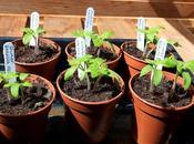 Potting-on Tomato Plants