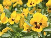 DAILY PHOTO: Scenes from Garden Dreams, Kathmandu