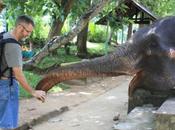 DAILY PHOTO: Asian Elephants, Lanka