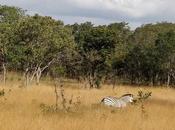 DAILY PHOTO: Solitary Zebra