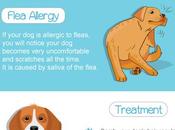 Types Allergies Their Effective Treatments.