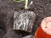 Squeezing More Plants