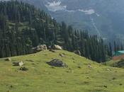 DAILY PHOTO: Sonamarg Meadow