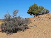 Botanical Perplexity Southern Utah Desert