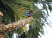 DAILY PHOTO: White-throated Kingfishers Backwaters