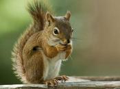 Yahoo Messenger Squirrel Born