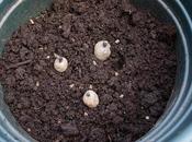 First Early Potato "Foremost"