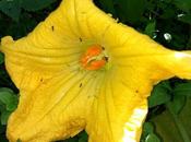 Winter Squash Progress Report