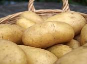 Potato "Charlotte"