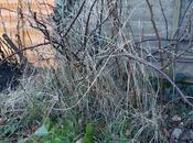 Soft Fruit Almost Wipeout