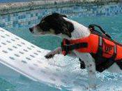 When Dogs Fall Into Swimming Pool, There's Skamper Ramp