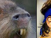 Capybaras That Look Like Rafael Nadal