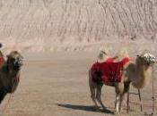 Featured Animal: Bactrian Camel