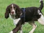 Featured Animal: English Springer Spaniel