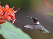Hummingbirds Flight