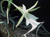 Rarest Flowers World