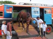 Carriage Horse Liability When Truck Broke Down Insurer's Liablity