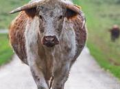 Mother Index Quantitative Qualitative Analysis