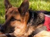 August Is... (Includes Printable Freebies)