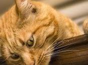 August Is... (Includes Printable Freebies)