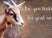 Looking Goat No.3? #WednesdayWisdom